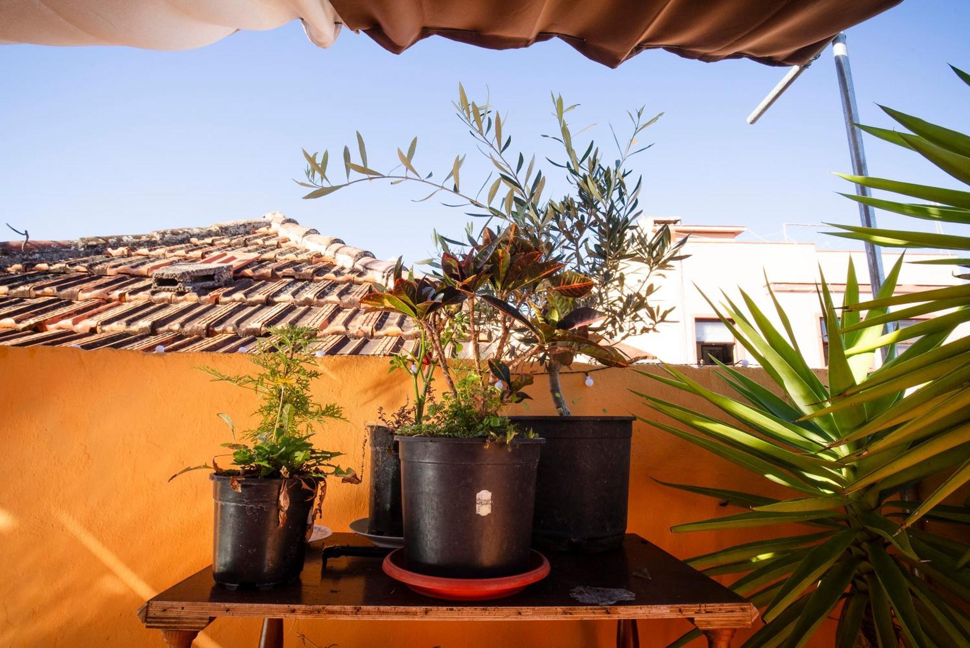Hostel Tenerife 拉奥罗塔瓦 外观 照片